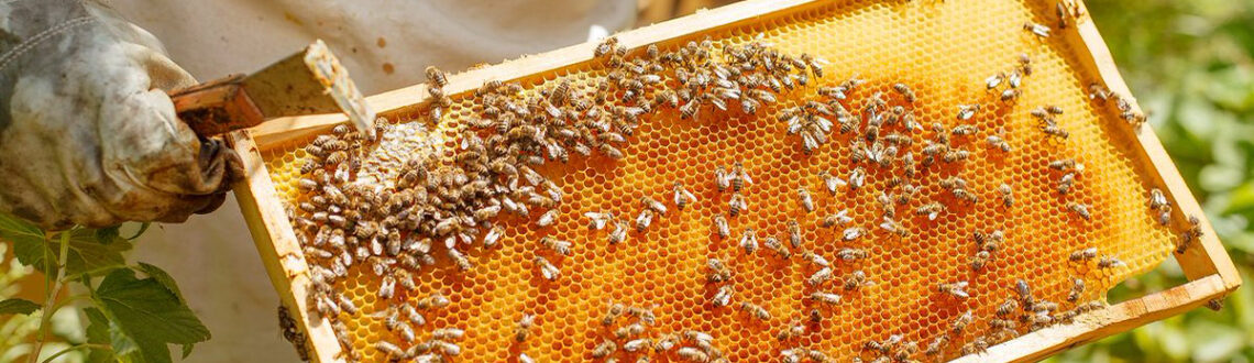 Основные враги пчел и способы борьбы с ними